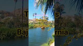 Me encontré con este atractivo turístico De #xochimilco para el mundo! #trajineras #mulege #bcs