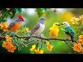 Evening Focus Flow Calm Piano Birdsong To Reset After Stress 