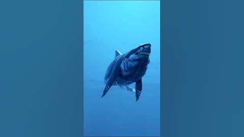 Tried To Make Realistic Shark Animation In Blender3d #music #blender