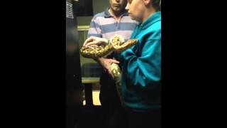 How to give a snake an injection
