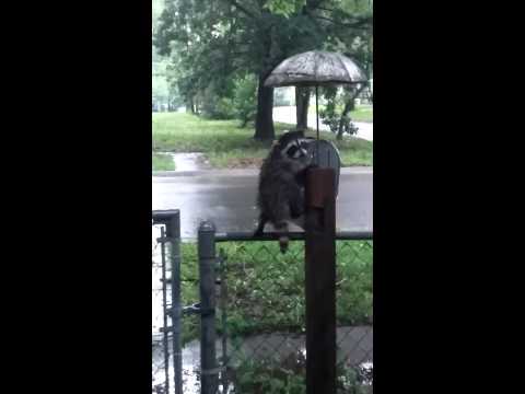 Umbrella Raccoon