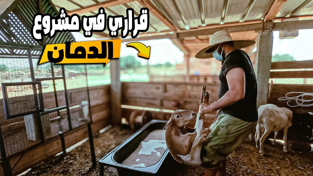 اشترينا نعجتين دمان وبدأنا في بناء مستودع جديد لمشروعنا 🐑🔥من الصفر 💪