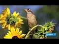 Bird's-eye view | PhotoLink Library