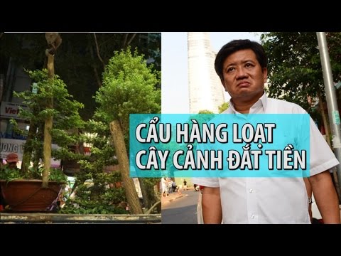Video Giải cứu vỉa hè: Cẩu cây cảnh đắt tiền gần phố đi bộ... - youtube