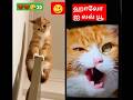 #இதையும் பாருங்க#தமிழ்#jfc835 #onetouch #one835 #funny #comedy #cat #vairalshort #catvideos #love