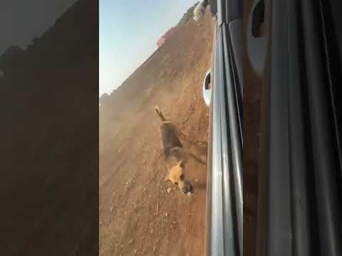 تزكلت شويا مايعضني فيدي Shorts Short