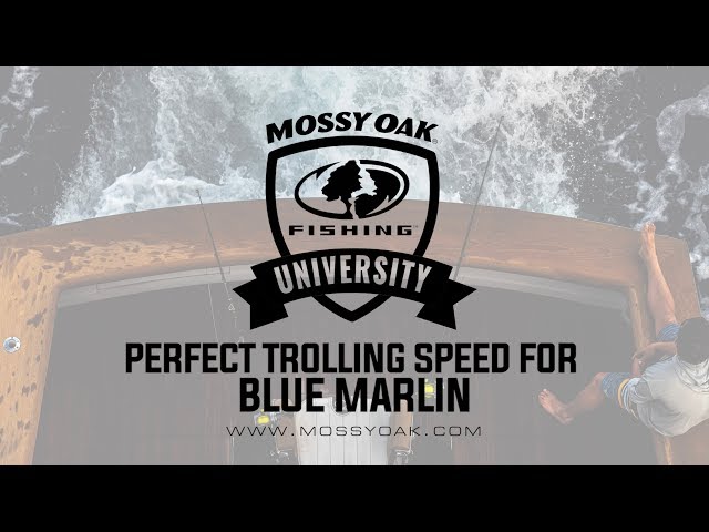 Perfect Trolling Speed for Blue Marlin 