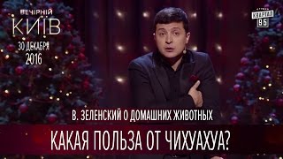 Какая польза от Чихуахуа? - В. Зеленский о домашних животных | Вечерний Киев 2016