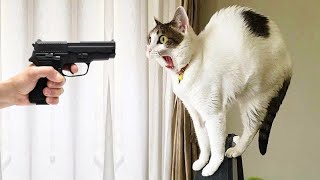 You Laugh You Lose  Funniest Cats and Dogs 2023  Part 24