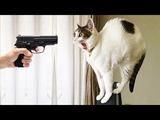 You Laugh You Lose 🤣 Funniest Cats and Dogs 2023 😸🐶 Part 24 class=