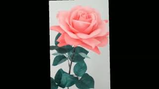 Red Rose Lover Status