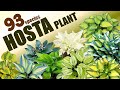 93 HOSTA PLANT SPECIES | HERB STORIES