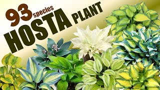 : 93 HOSTA PLANT SPECIES | HERB STORIES