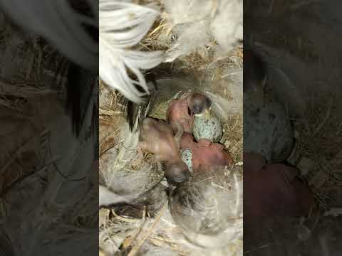 صغار طائر الدوري بعد الفقس مباشرة سبحان الله  طيور