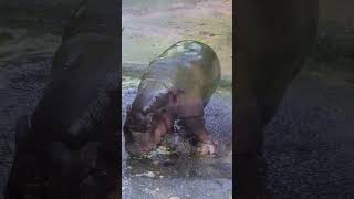 Baby Hippo or Calves are Born Weighing 55–120 lbs 🦛🦛 #wildlife #animals