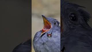 Natural voice of bird