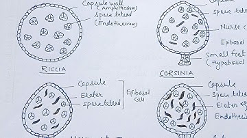 Evolution of Sporophyte in Bryophyta || Dr. Govind Kumar Barupal