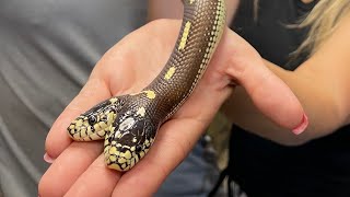 ONE IN A MILLION - TWO HEADED SNAKE!