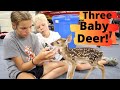 Pet Deer Had Triplets! Super RARE!