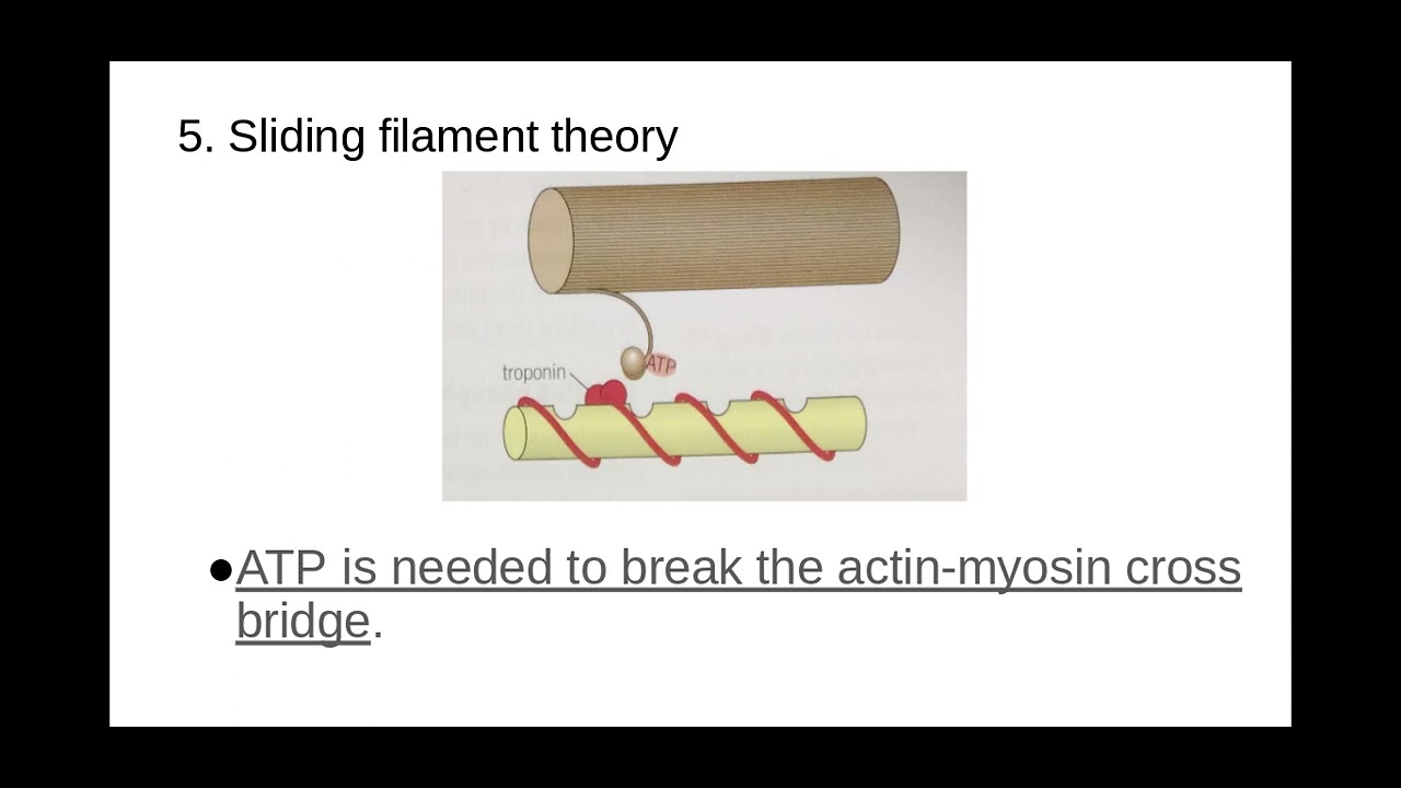 5.1.5. Plant and Animals l)PART 2) The sliding filament model of muscular contraction