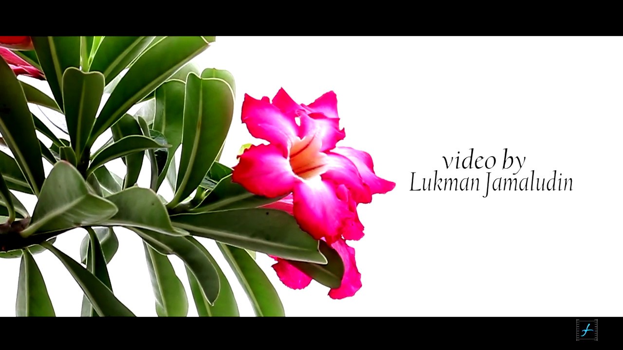 Pkp membosankan..kita try barang baru kt dlm kebun jerrr// Testing my