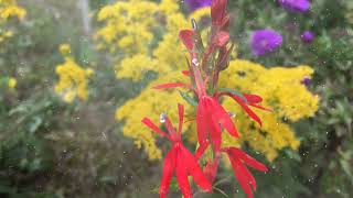 How to Grow Cardinal Flower