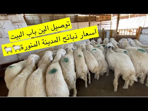 اسعار الاغنام حري سواكني المدينة المنورة ماجدالاحمدي