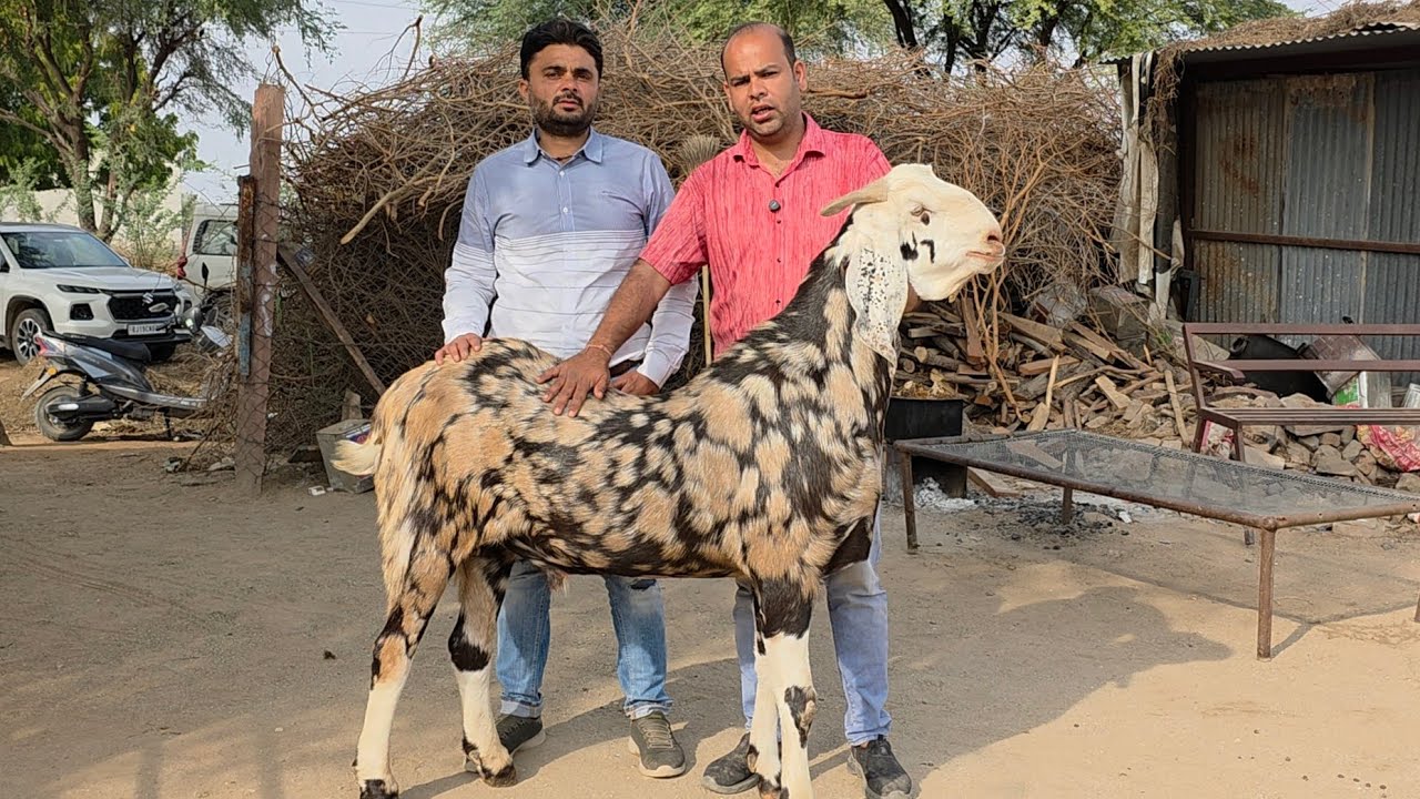 The Biggest And Rearest Collection Of Javed Bhai At Mathur Sahab Goat Farm Pipad Jodhpur Rajasthan. 
