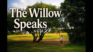 The Hidden Healing of the Weeping Willow