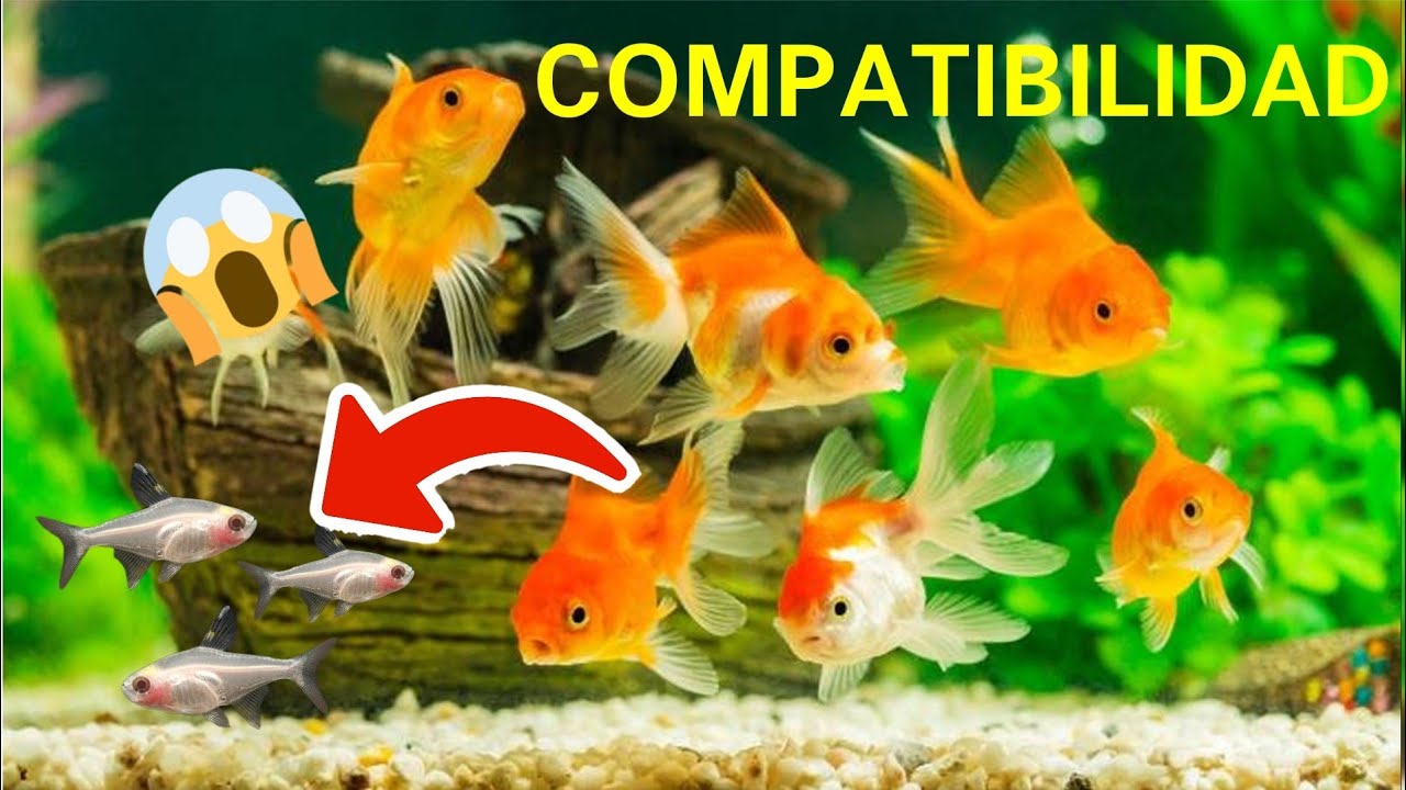 ESTOS PEQUEÑOS PECES SON COMPATIBLES CON GOLDFISH ¿COMO LOGRARLO?