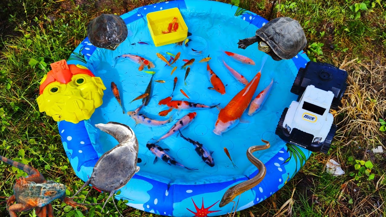 Mancing Ikan Lele Besar Dikolam, Ikan Koi, Ikan Hias Warna Warni, Belut, Kura Kura Asli, Ikan Cupang