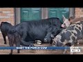 Daisy the Porch Cow entertains Bottineau woman, becomes internet sensation