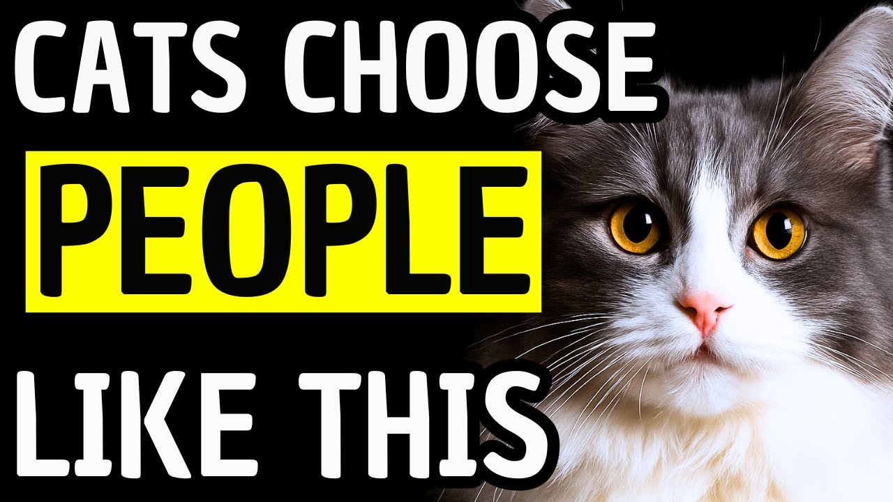 Why Cats Choose Their Favorite Humans: 10 Things Cats Love