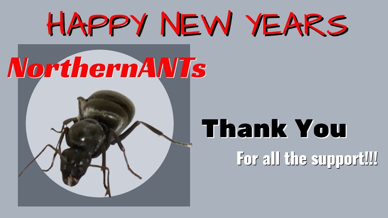 Happy New Year, From NorthernANTs channel, Ants, Bees, Animal, Vintage Ski-doo, Gaming and More.