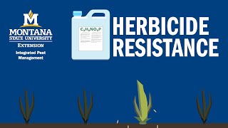 Managing Herbicide Resistance in Montana