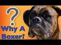 Why Would You Choose a Boxer?! BROCK THE BOXER DOG