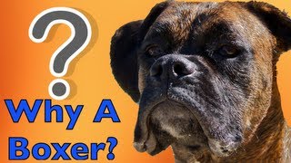 Why Would You Choose a Boxer?! BROCK THE BOXER DOG