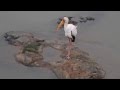 Nesyt africký (Yellow-billed Stork) ) - Kruger NP - 26.11.2012