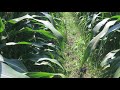 Alternative Corn Spacing to incorporate cover crops