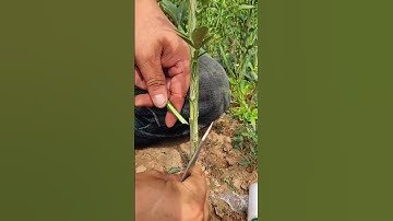 How to Graft a Lemon Tree Step by Step | Easy Grafting Technique for High Yield