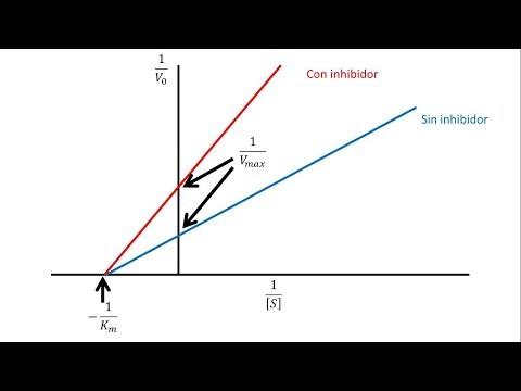 Vídeo: Per què la inhibició no competitiva redueix els km?