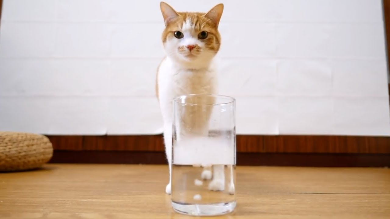 初めてドライアイスを見た猫 Youtube