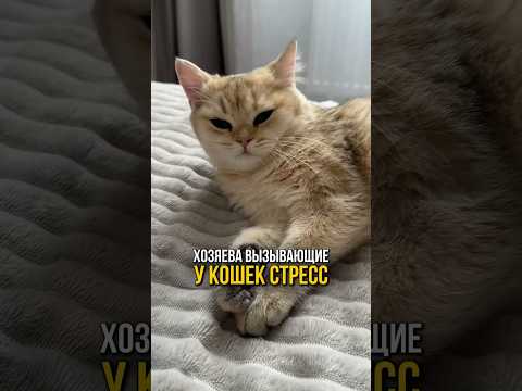 Хозяева вызывающие у кошек стресс 😿