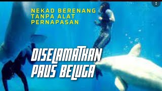 Beluga Whale Rescues Diver whose Legs Cramp