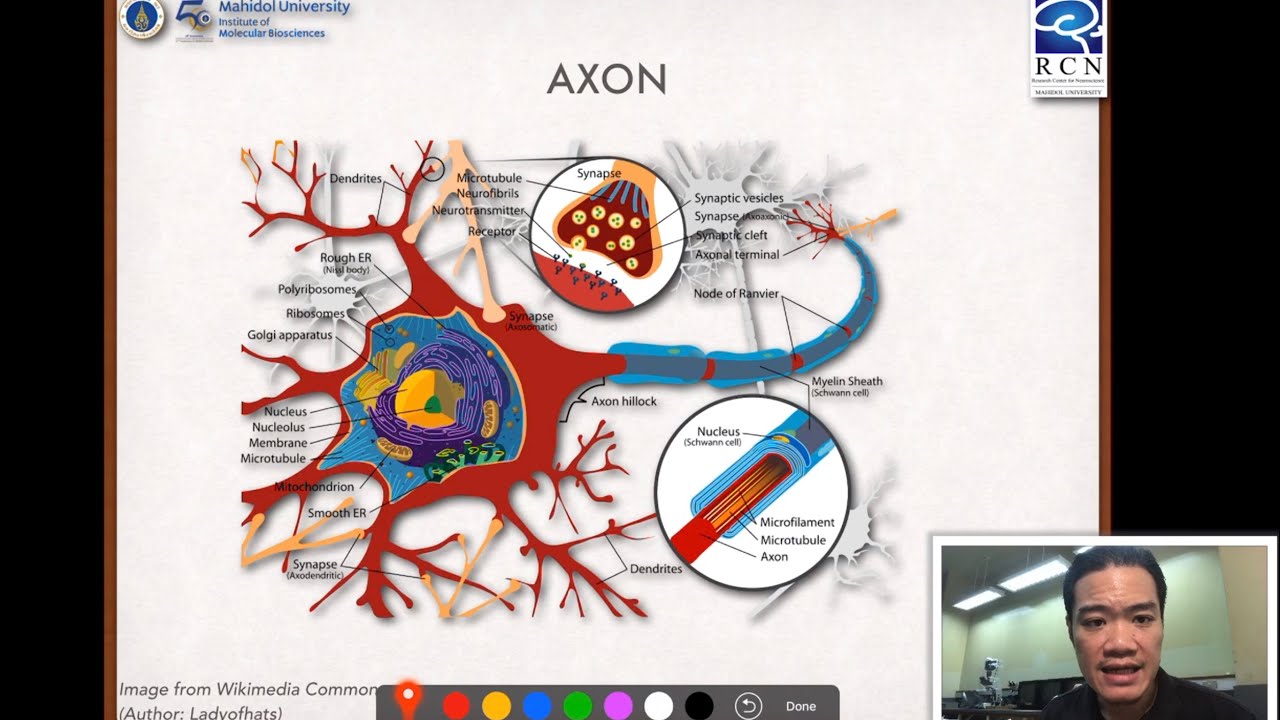 Foundation of Neuroscience | 2.1 The Neuron - YouTube