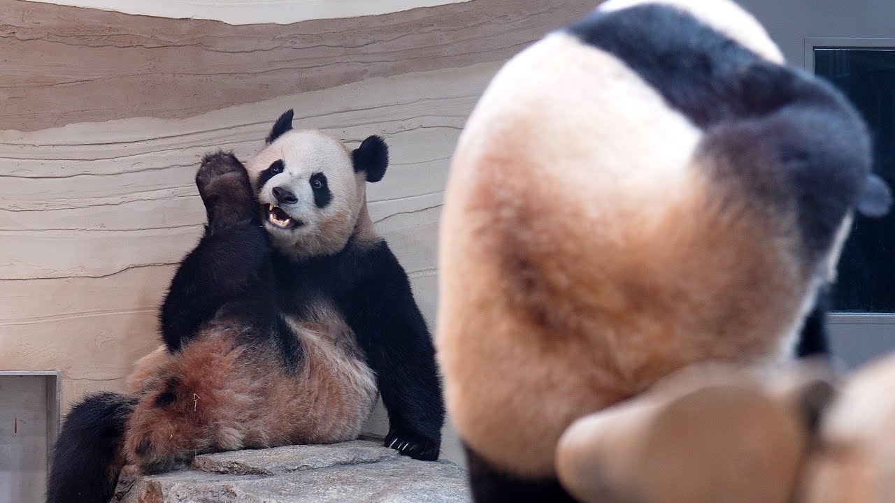 [4K] Rui & Hui Are Ready to Go Home 🐼 - YouTube