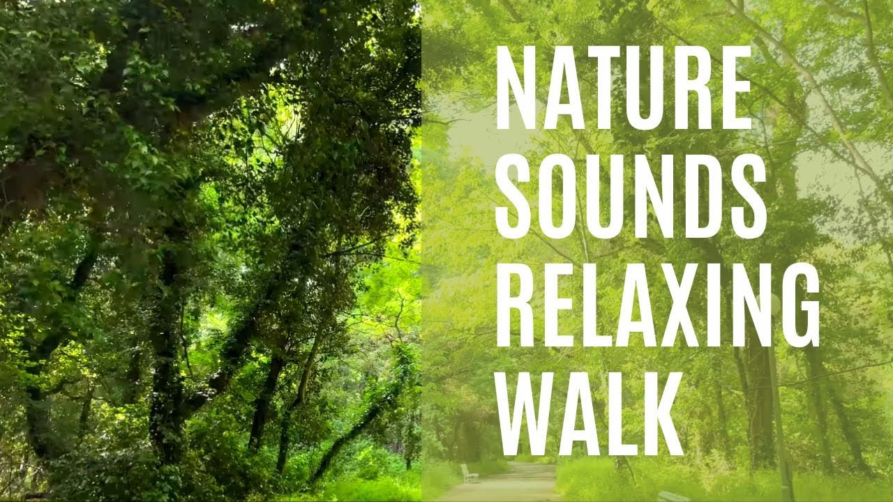 Relaxing Walk in The Forest - Nature Sounds No Music | Birds Singing 4K ...