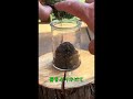苔を育てる苔テラリウム