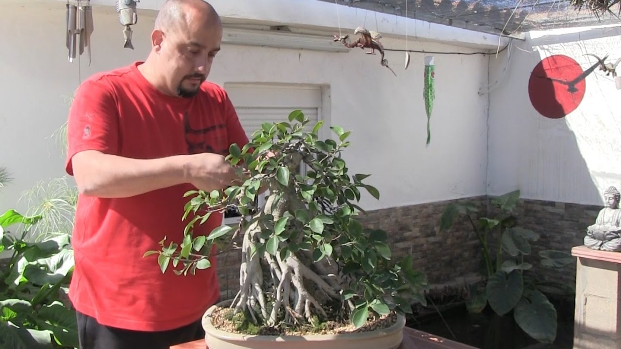 Injertar o no injertar... esa es la cuestión - Bonsai sobre roca - El samurai bonsai bosque de la armonia