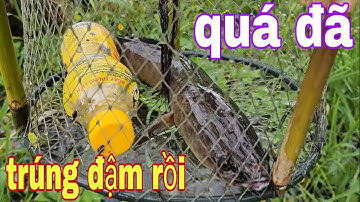 Trời Ơi Không Tin Nổi Thăm Lờ Cá Lóc Mà Kéo Cả Bầy Rùa , Rắn Và Cá Lóc # SĂN BẮT ĐỒNG THÁP #